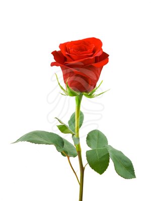 300x400 Free Clipart Red Rose