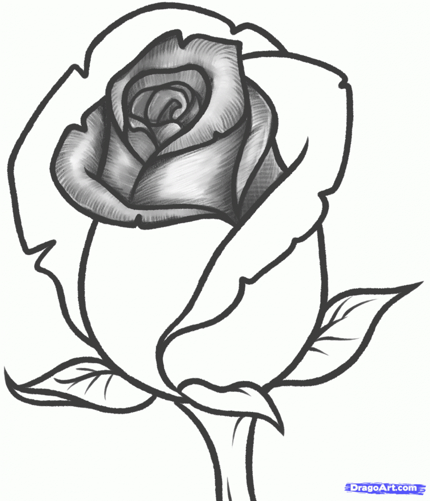 880x1024 Pencil Drawing Images Of Roses Drawn Hearts Big Rose