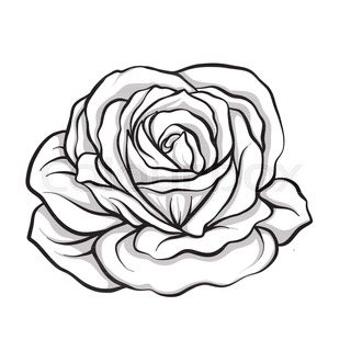 320x320 Flowers Roses, Vector, Buds And Leaves, Graphic Monochrome