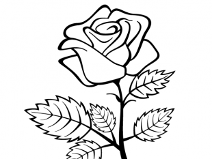 310x233 Rose Outline Free Vectors Ui Download