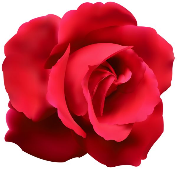 600x574 Die Besten Red Rose Image Gallery Ideen Auf
