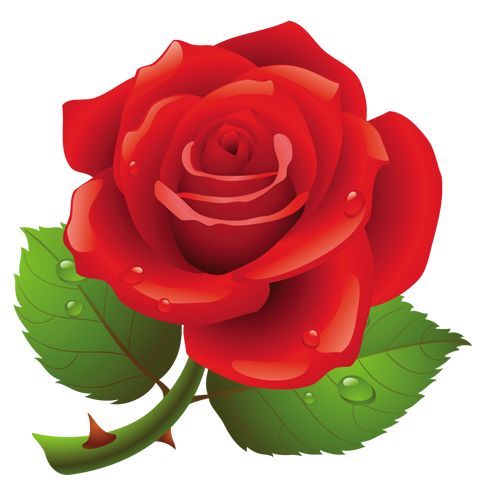 479x487 Hybrid Rose Clip Art Cliparts