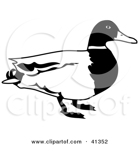 450x470 Mallard Duck Clipart Black And White Clipart Panda