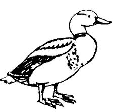 236x222 Black And White Clipart Of Duck