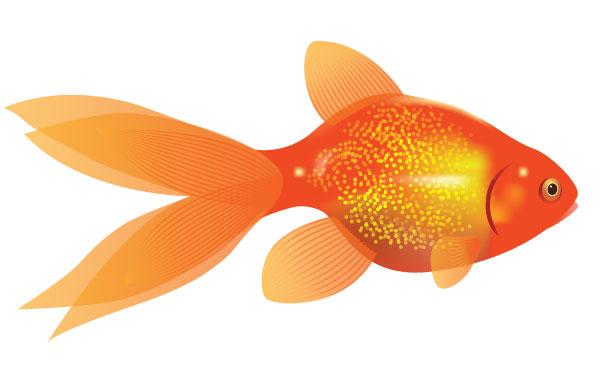 600x370 Dorothy The Goldfish Clipart