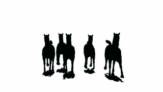 320x180 Close Up Of Feet Of Herd Of Running Horses, Black Silhouette