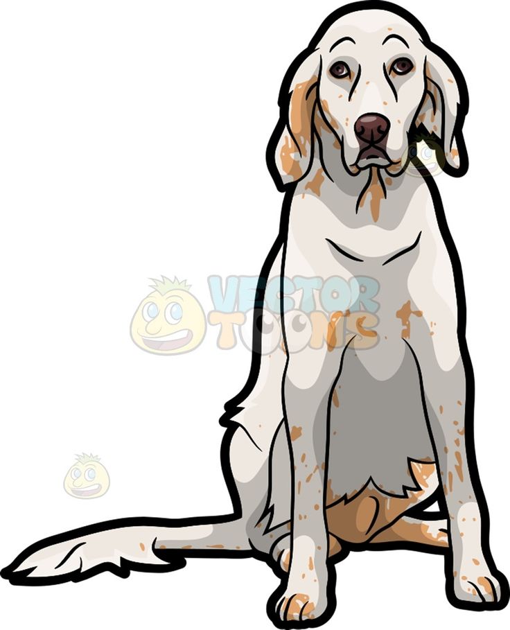 736x909 A Sad English Setter Pet Dog Spotty Face