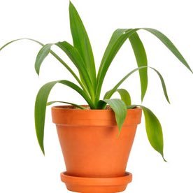 276x276 Sad House Plant (@verysadplant) Twitter