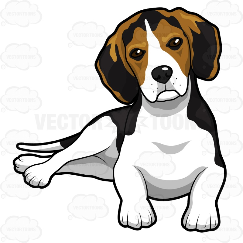 800x800 Beagle Clipart
