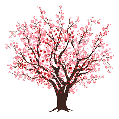 415x415 Blooming Cherry Tree Clipart