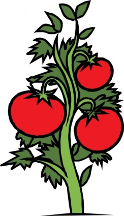 244x425 Red Food Plants Cartoon Vegetables Salad Plant Tomato Veggie