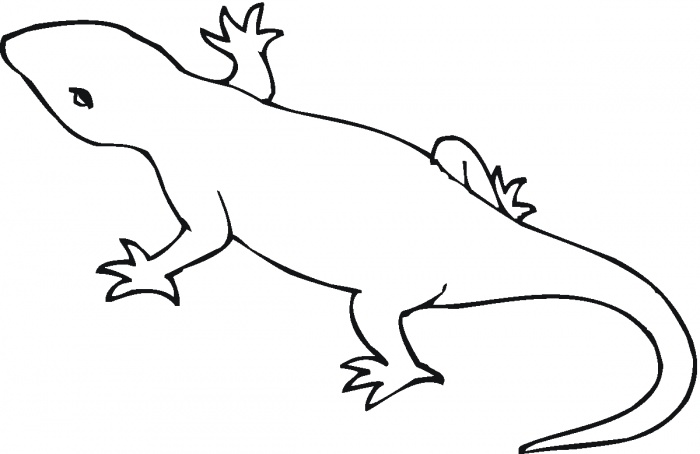 700x454 Salamander Clip Art