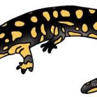 200x200 Salamander Clipart