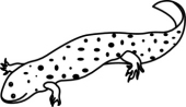 170x98 Search Results For Salamander Clipart