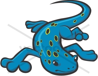 320x248 Serious Spotted Salamander