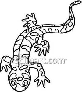 269x300 And White Spotted Salamander