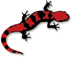 300x240 Salamander Clip Art