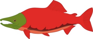 300x127 Cooked Salmon Clipart Free Images 2 Image