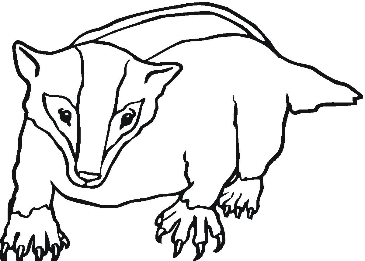 1200x858 Badger Cartoon Clipart