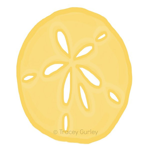 570x570 Sand Dollar Clipart