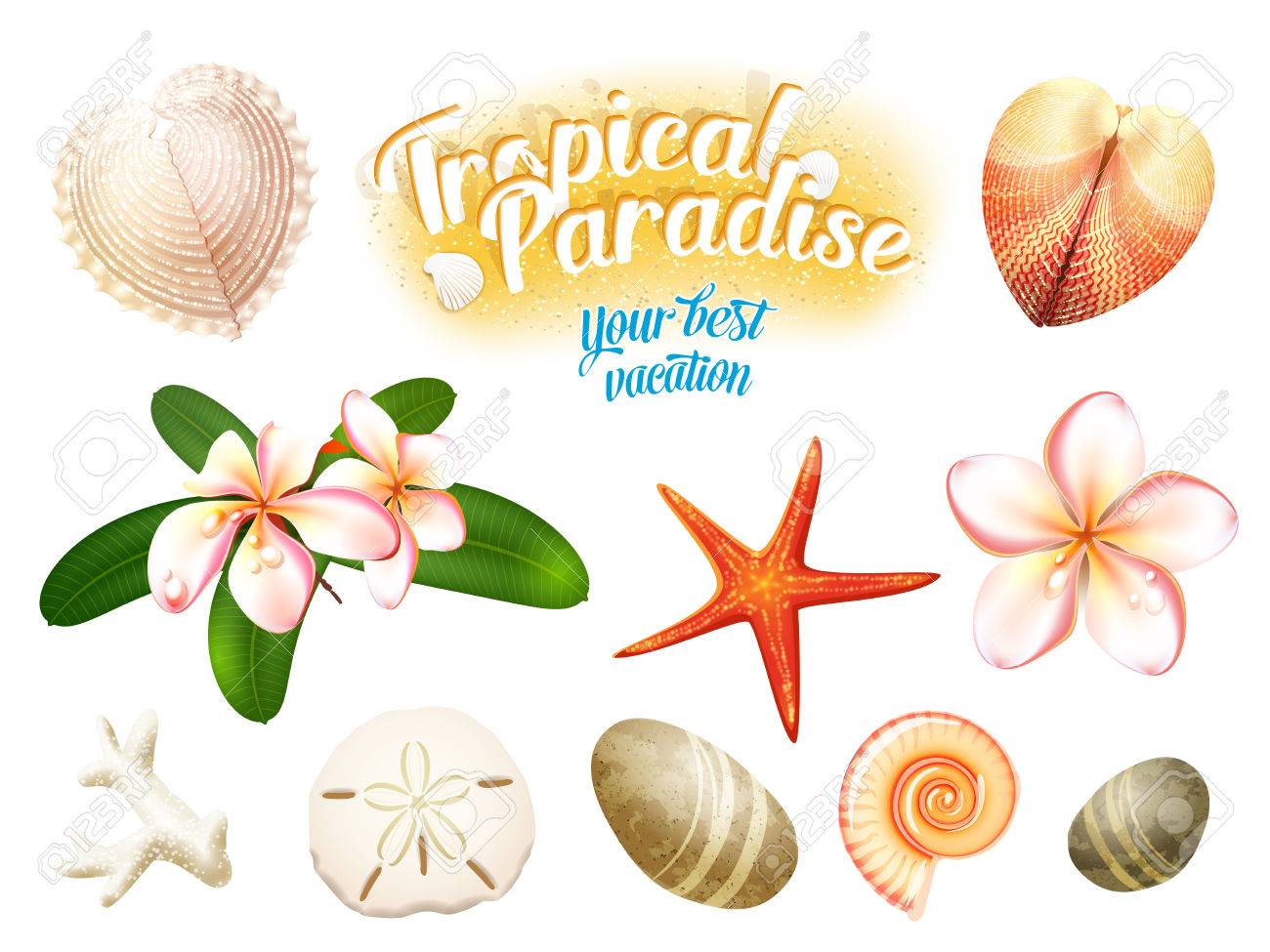 1300x975 Set Of Tropical Nature Objects Sea Shells, Plumeria Flowers