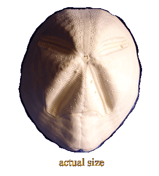 310x344 Puffy Sand Dollar