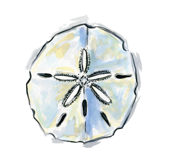 570x562 Sand Dollar Watercolor Hippiehoppy Love Sand