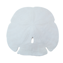 210x210 Sand Dollars For Sale Sand Dollar For Decoration Amp Crafts