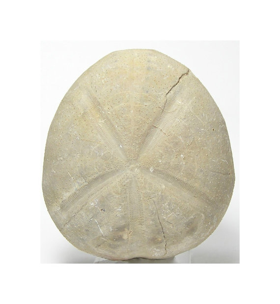 570x619 Texas Fossil Sand Dollar Echinoid Sea Urchin By Fenderminerals