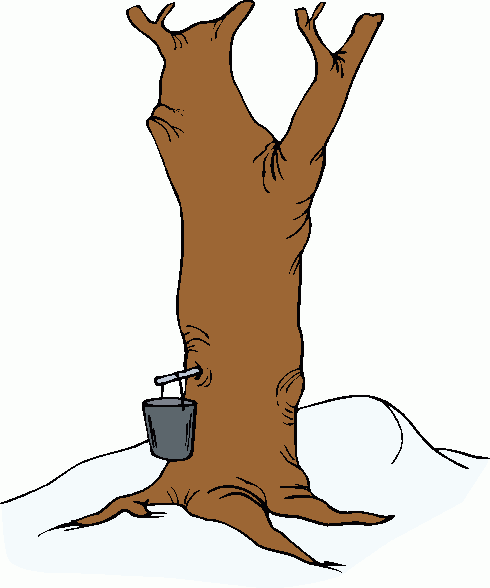 490x588 Maple Syrup Tree Clip Art