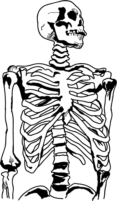 445x767 Anatomy Clipart Black And White
