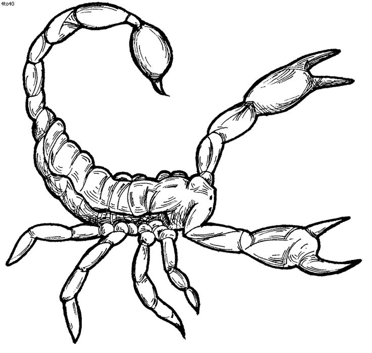 736x698 7 Best Scorpion Clipart Images Sketches, Pictures