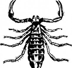 245x233 Scorpion 1 Free Vectors Ui Download