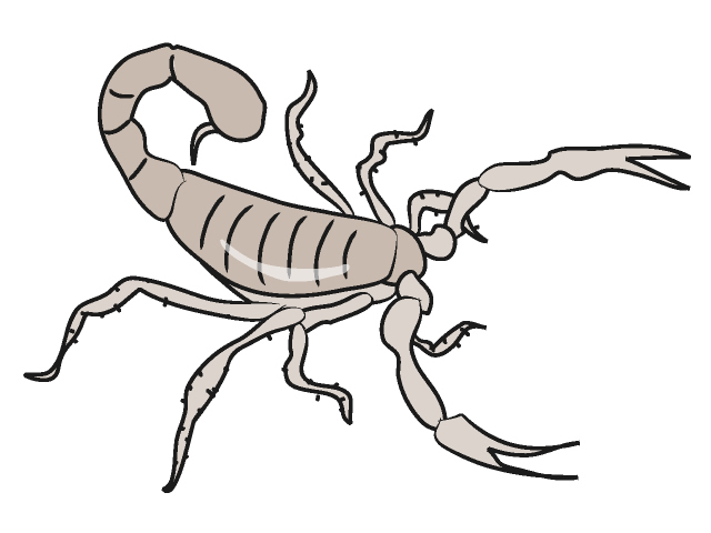 640x480 Scorpion Clip Art Animal Free Download