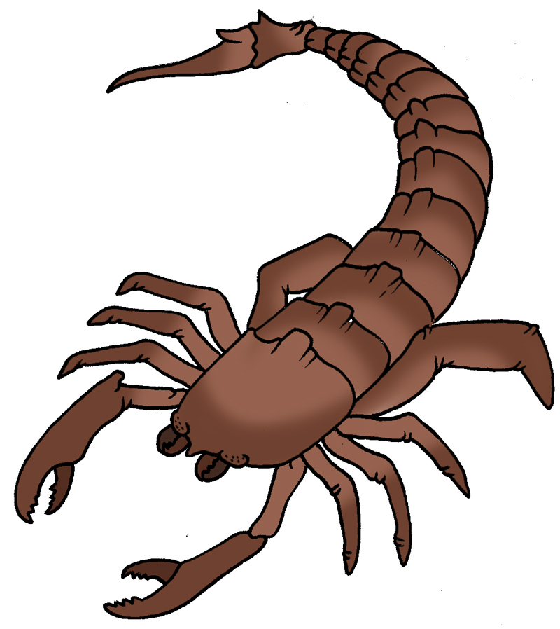 800x898 Scorpion Clipart Cliparts