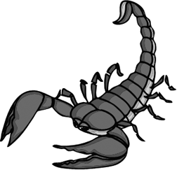 252x243 Drawn Scorpion Pencil Drawing