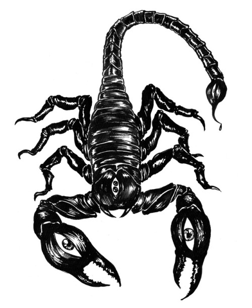 500x611 Scorpion Drawing Tumblr