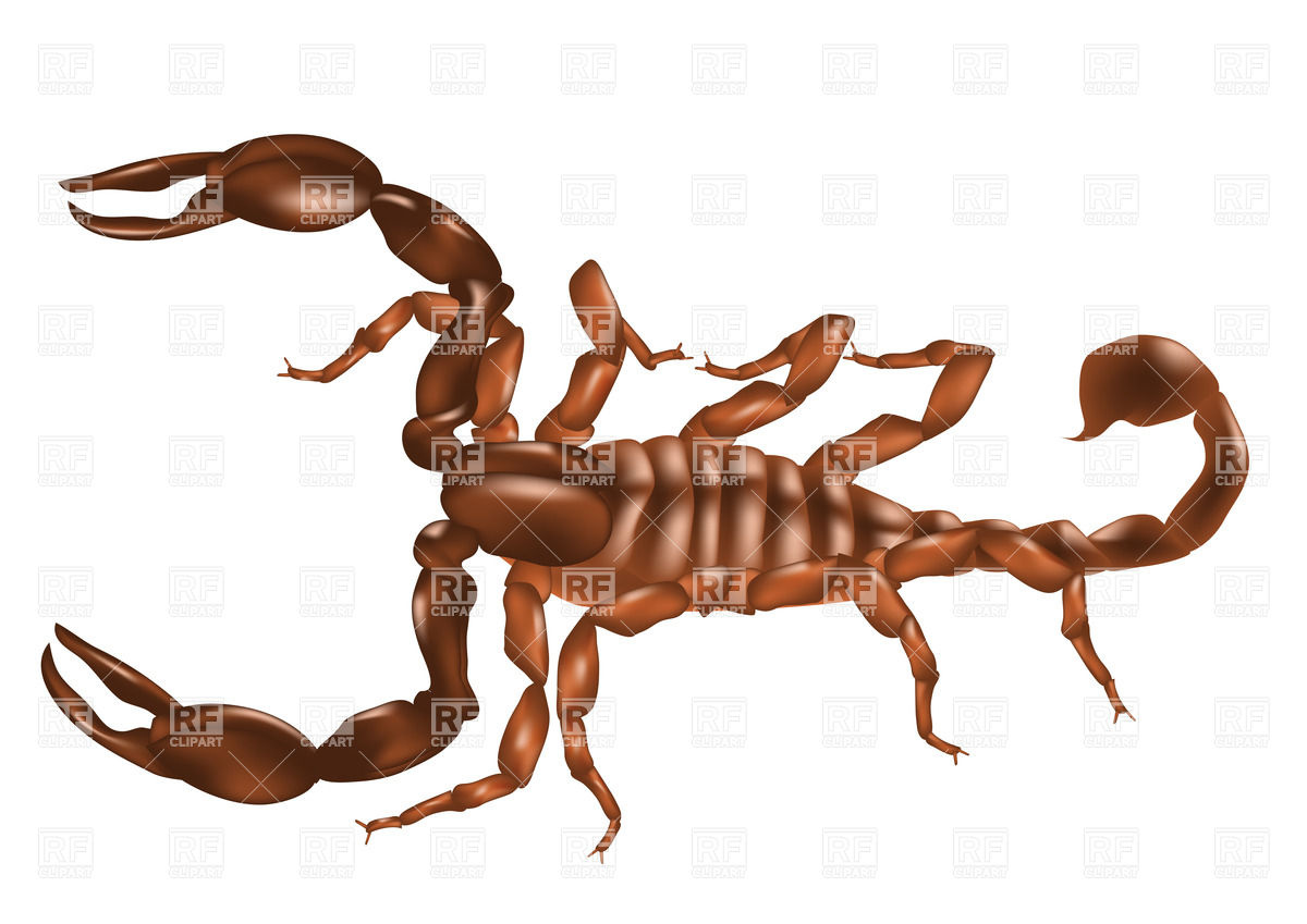1200x849 Scorpion Isolated On White Background Royalty Free Vector Clip Art