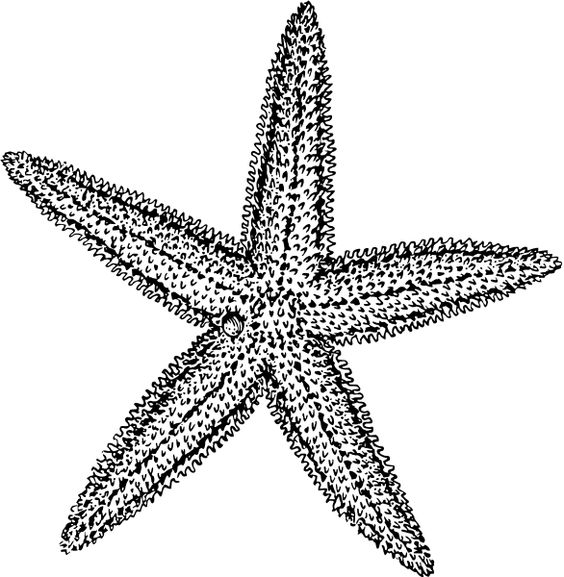 564x577 Sea Star Clipart