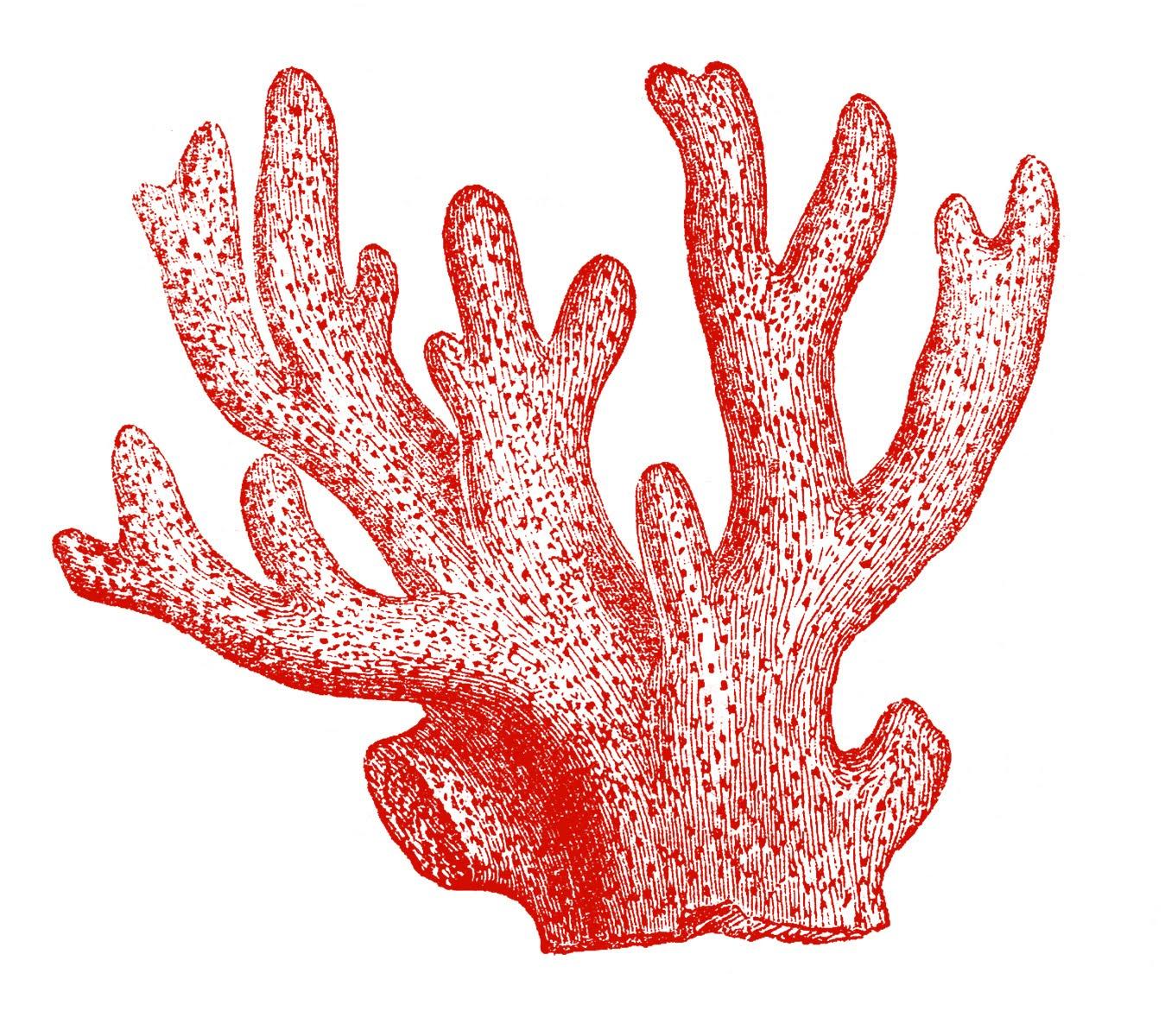 1349x1200 Sea Coral Clipart Clipartfest