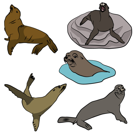 570x570 California Sea Lion Clip Art, Digital Download Vector Artwork