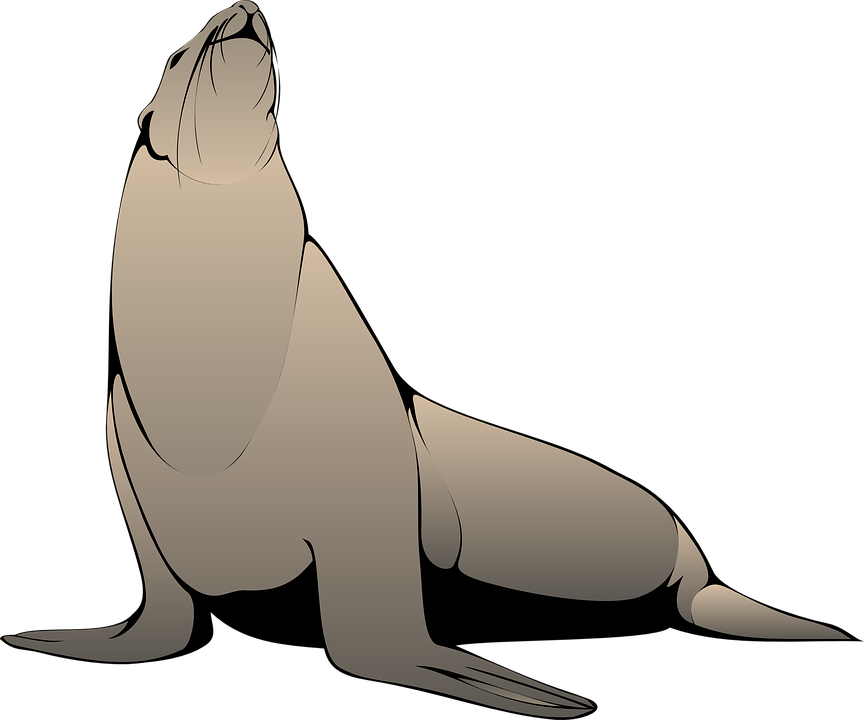 864x720 Sea Lion Clipart Flipper