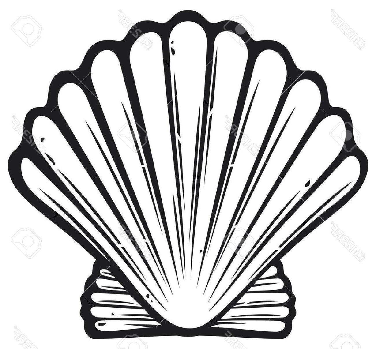 1300x1207 Top 10 Seashell Sea Shell Stock Vector Drawing