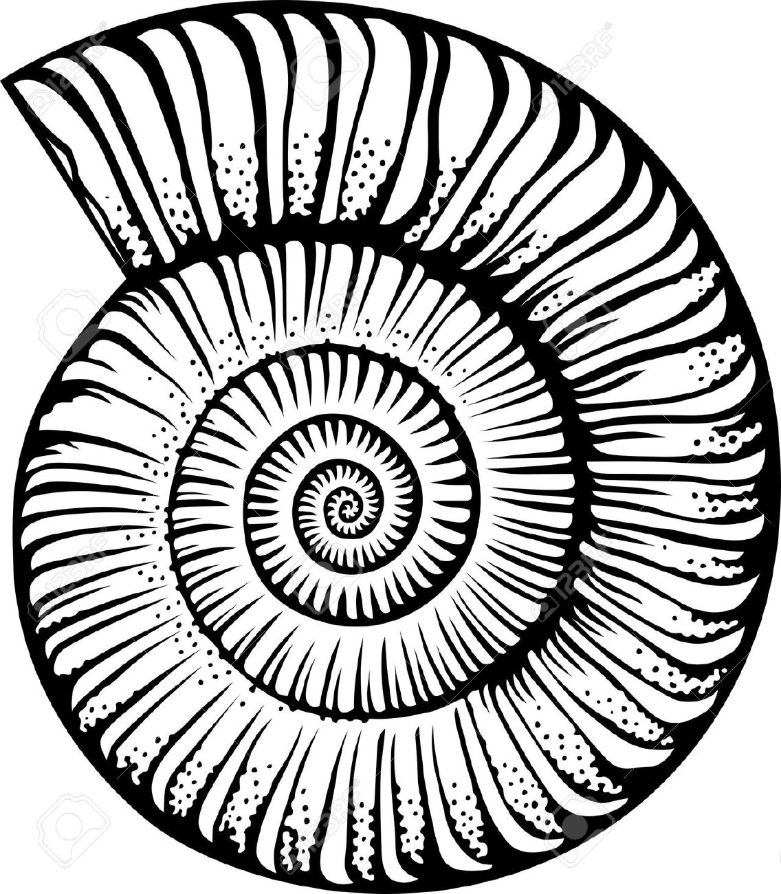 Sea Shell Image