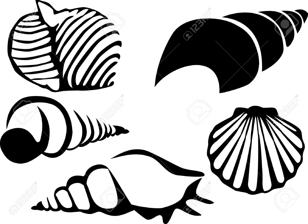 1300x944 Mollusk Seashell Clipart, Explore Pictures