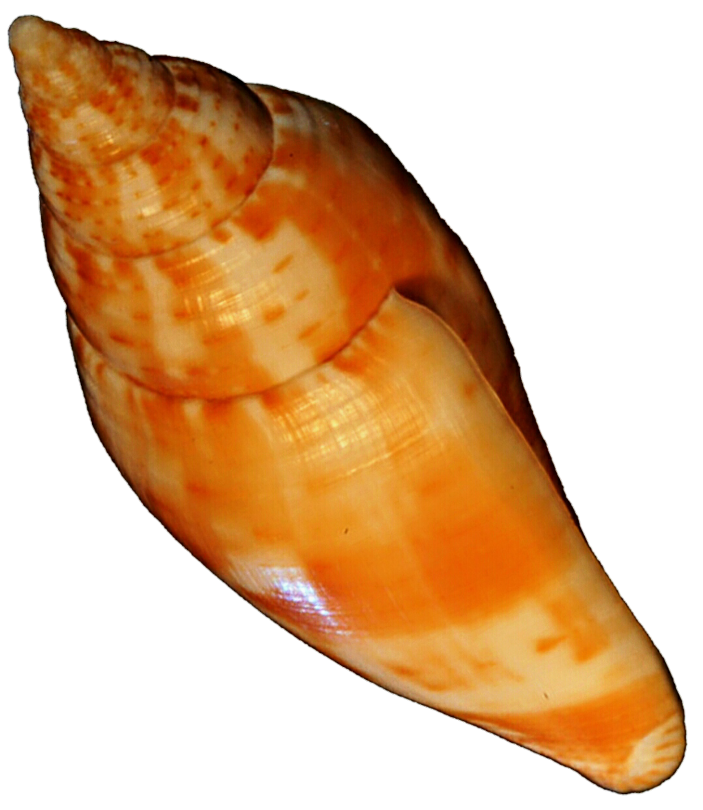 1024x1180 Orange Seashell By Jeanicebartzen27