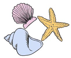 245x201 Shells Clipart Many Interesting Cliparts