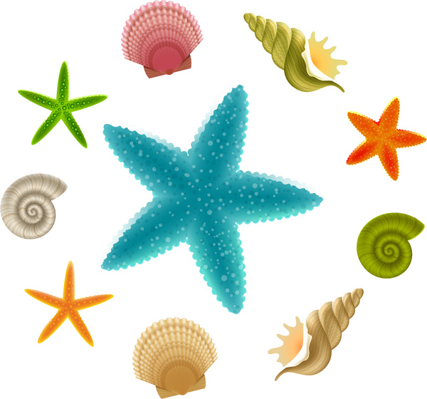 600x560 Starfish Clipart Seashell