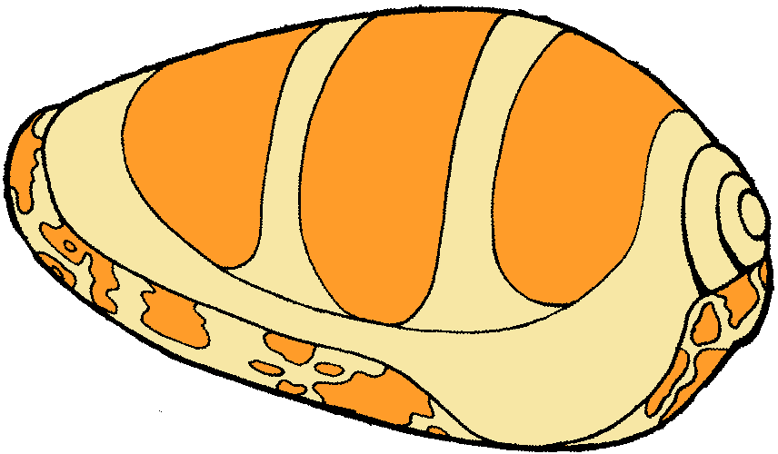 856x500 Cartoon Clipart Seashell