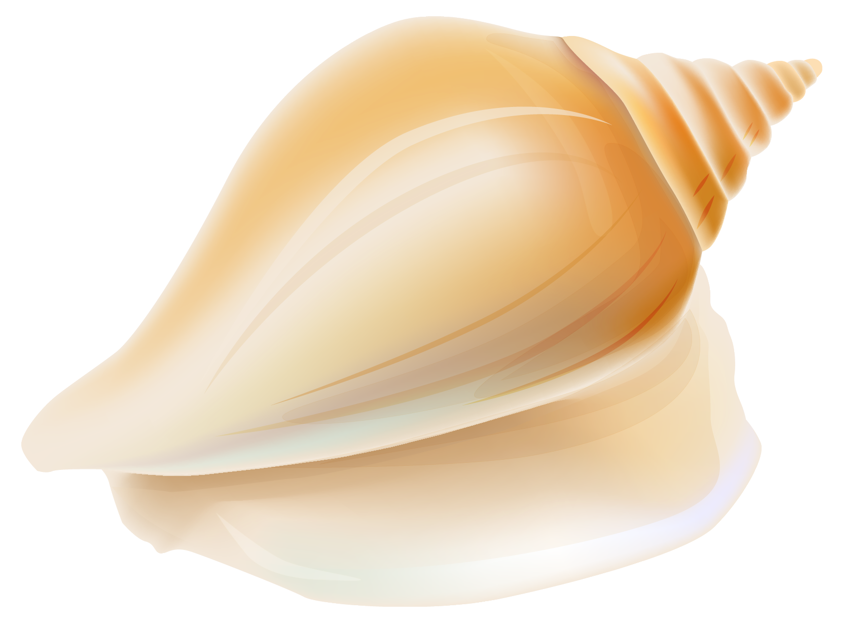 1708x1233 Transparent Seashell Png Clipartu200b Gallery Yopriceville